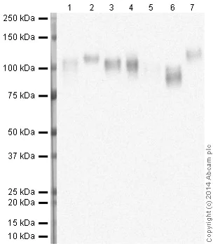 Western blot - Anti-LAMP2 antibody [H4B4] - Lysosome Marker (AB25631)