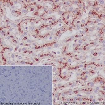 Immunohistochemistry (Formalin/PFA-fixed paraffin-embedded sections) - Anti-LAMP2A antibody [EPR4207(2)] - BSA and Azide free (AB240018)