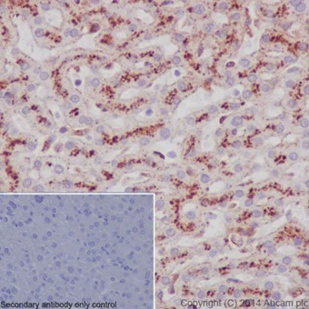 Immunohistochemistry (Formalin/PFA-fixed paraffin-embedded sections) - Anti-LAMP2A antibody [EPR4207(2)] - BSA and Azide free (AB240018)