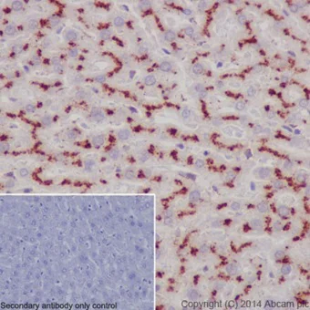 Immunohistochemistry (Formalin/PFA-fixed paraffin-embedded sections) - Anti-LAMP2A antibody [EPR4207(2)] - BSA and Azide free (AB240018)