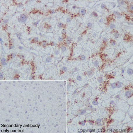 Immunohistochemistry (Formalin/PFA-fixed paraffin-embedded sections) - Anti-LAMP2A antibody [EPR4207(2)] - Lysosome Marker (ab125068), expandable thumbnail