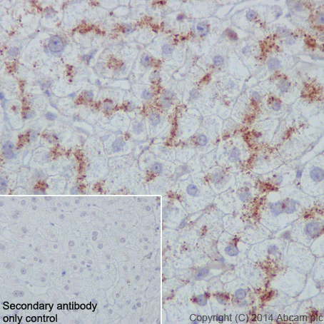 Immunohistochemistry (Formalin/PFA-fixed paraffin-embedded sections) - Anti-LAMP2A antibody [EPR4207(2)] - Lysosome Marker (AB125068)