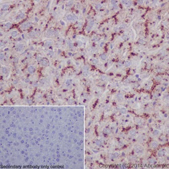 Immunohistochemistry (Formalin/PFA-fixed paraffin-embedded sections) - Anti-LAMP2A antibody [EPR4207(2)] - Lysosome Marker (AB125068)