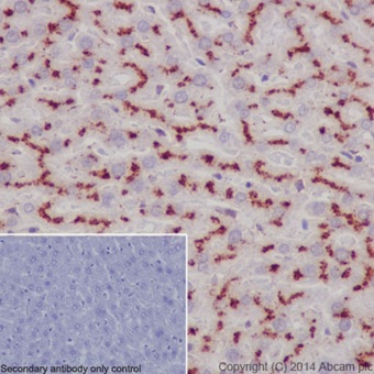 Immunohistochemistry (Formalin/PFA-fixed paraffin-embedded sections) - Anti-LAMP2A antibody [EPR4207(2)] - Lysosome Marker (ab125068), expandable thumbnail
