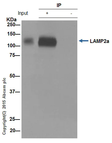 Immunoprecipitation - Anti-LAMP2A antibody [EPR4207(2)] - Lysosome Marker (AB125068)