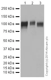 Western blot - Anti-LAMP2A antibody [EPR4207(2)] - Lysosome Marker (AB125068)