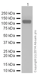 Western blot - Anti-LAMP2A antibody [EPR4207(2)] - Lysosome Marker (AB125068)