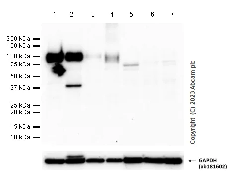 Western blot - Anti-LAMP2A antibody [EPR4207(2)] - Lysosome Marker (AB125068)