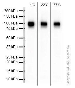 Western blot - Anti-LAMP2A antibody [EPR4207(2)] - Lysosome Marker (AB125068)