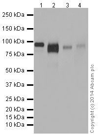 Western blot - Anti-LAMP2A antibody [EPR4207(2)] - Lysosome Marker (ab125068), expandable thumbnail