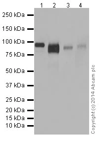 Western blot - Anti-LAMP2A antibody [EPR4207(2)] - Lysosome Marker (AB125068)