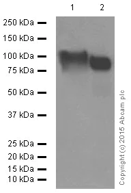 Western blot - Anti-LAMP2A antibody [EPR4207(2)] - Lysosome Marker (AB125068)