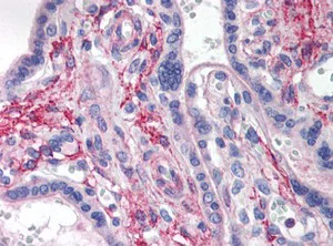 Immunohistochemistry (Formalin/PFA-fixed paraffin-embedded sections) - Anti-LAMP2B antibody - Lysosome Marker (AB118959)