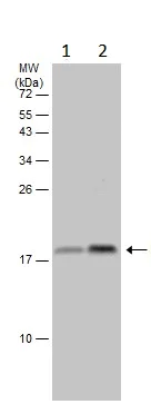 Western blot - Anti-LAMTOR1 antibody (AB229760)
