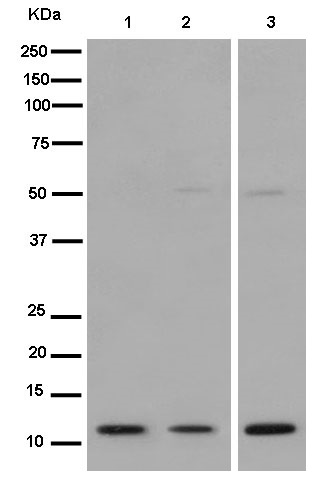 Western blot - Anti-LAMTOR2 antibody [EPR14378] (AB183514)