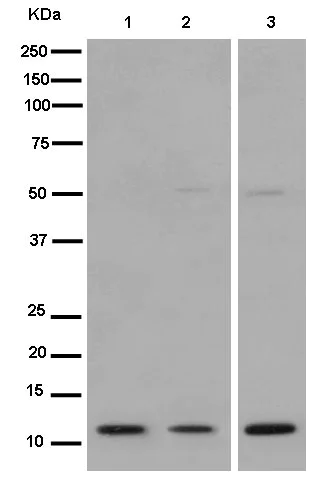 Western blot - Anti-LAMTOR2 antibody [EPR14378] (AB183514)