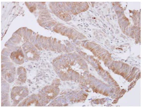 Immunohistochemistry (Formalin/PFA-fixed paraffin-embedded sections) - Anti-LANCL1 antibody (AB151290)