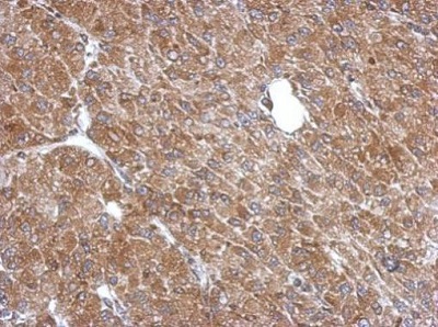 Immunohistochemistry (Formalin/PFA-fixed paraffin-embedded sections) - Anti-LANCL1 antibody (AB229257), expandable thumbnail