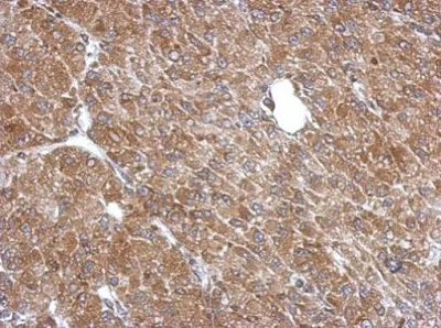 Immunohistochemistry (Formalin/PFA-fixed paraffin-embedded sections) - Anti-LANCL1 antibody (AB229257)