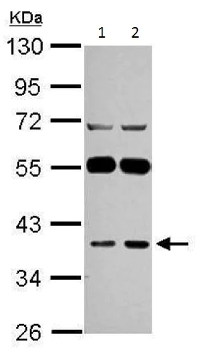 Western blot - Anti-LANCL1 antibody (AB229257)