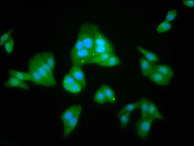 Immunocytochemistry/ Immunofluorescence - Anti-LANCL2 antibody (AB237520)