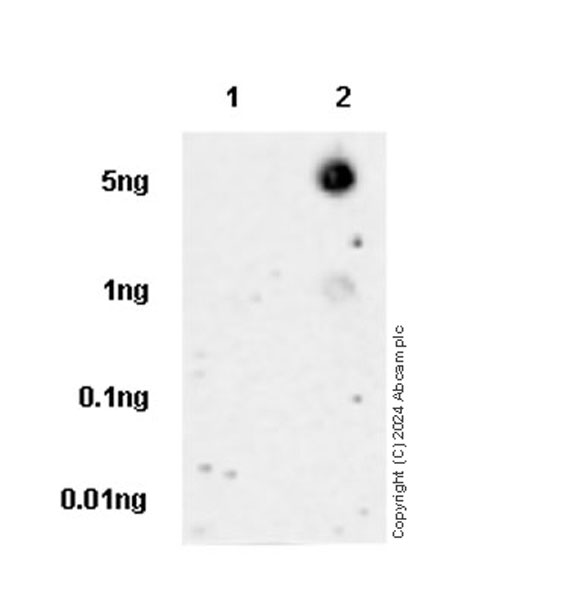 Dot Blot - Anti-LANCL2 antibody [EPR27973-132] - BSA and Azide free (AB317445), expandable thumbnail
