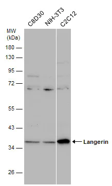 Western blot - Anti-Langerin antibody (AB272895)