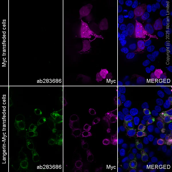Immunocytochemistry/ Immunofluorescence - Anti-Langerin antibody [EPR24685-12] (AB283686)