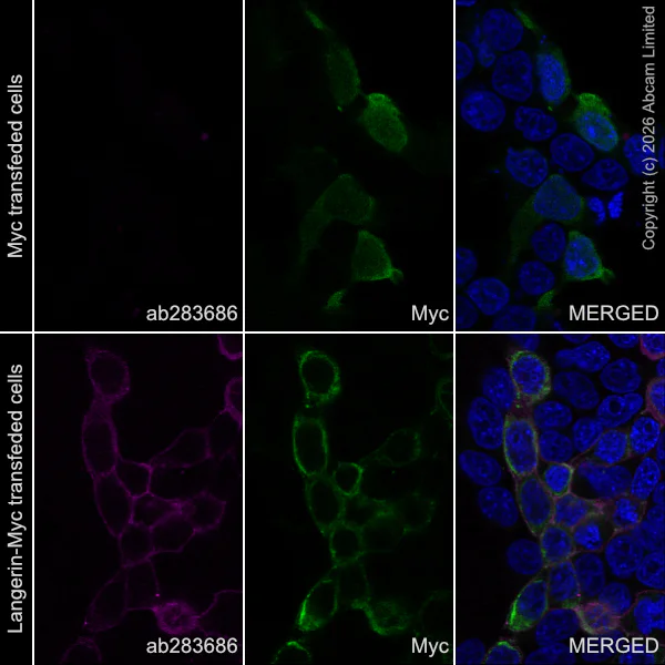 Immunocytochemistry/ Immunofluorescence - Anti-Langerin antibody [EPR24685-12] (AB283686)