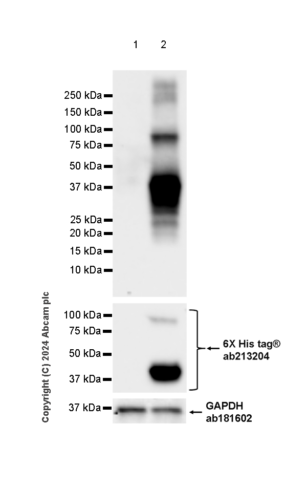 Western blot - Anti-Langerin antibody [EPR28089-89] (AB317813), expandable thumbnail