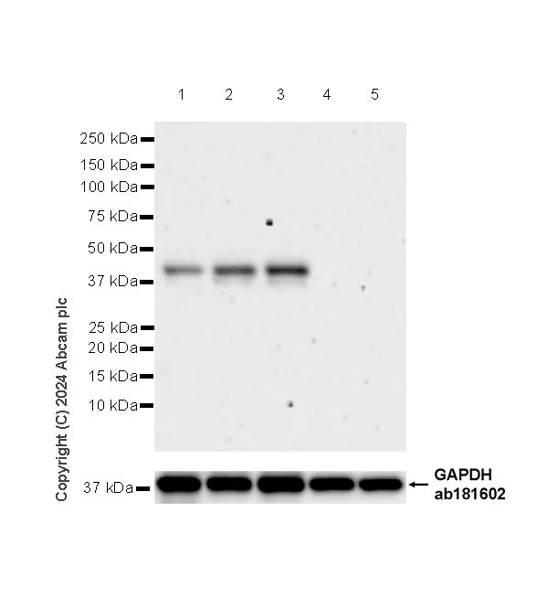 Western blot - Anti-Langerin antibody [EPR28089-89] - BSA and Azide free (AB317814)