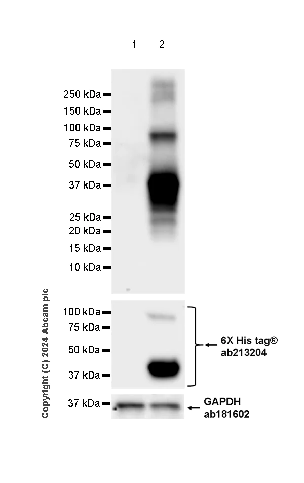 Western blot - Anti-Langerin antibody [EPR28089-89] - BSA and Azide free (AB317814)