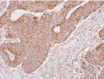 Immunohistochemistry (Formalin/PFA-fixed paraffin-embedded sections) - Anti-Lano antibody (AB127568)