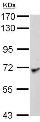 Western blot - Anti-Lano antibody (AB127568)