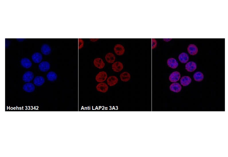 Immunocytochemistry/ Immunofluorescence - Anti-LAP2 alpha Antibody [3A3] (AB316366), expandable thumbnail