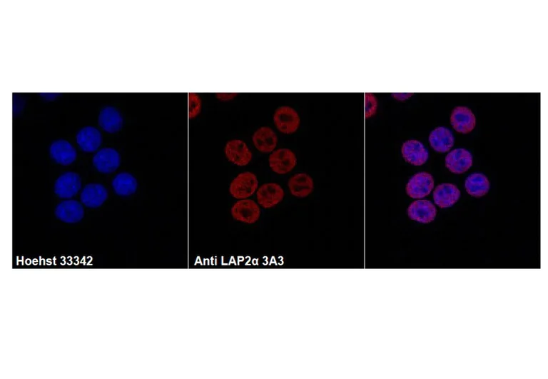 Immunocytochemistry/ Immunofluorescence - Anti-LAP2 alpha Antibody [3A3] (AB316366)