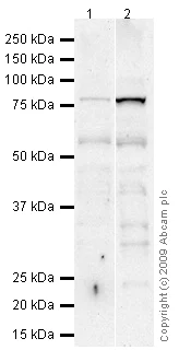 Western blot - Anti-LAP2 alpha antibody [3A3] (AB66588)