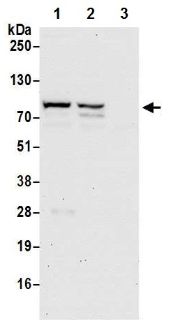 Western blot - Anti-LAP2 alpha antibody (AB226336), expandable thumbnail
