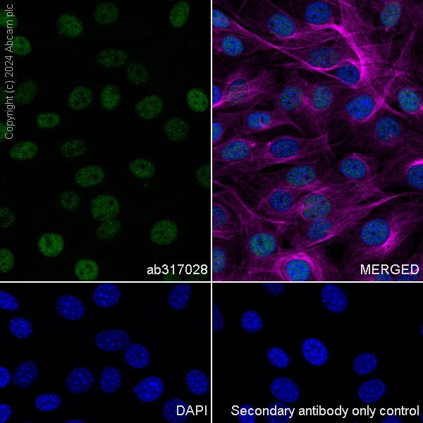 Immunocytochemistry/ Immunofluorescence - Anti-LAP2 alpha antibody [EPR28581-87] (ab317028), expandable thumbnail