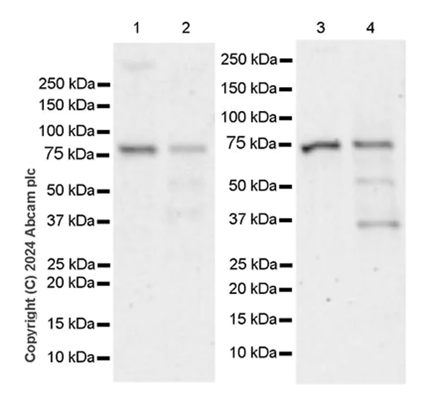 Western blot - Anti-LAP2 alpha antibody [EPR28581-87] (AB317028)