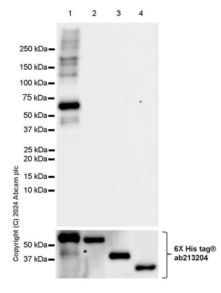 Western blot - Anti-LAP2 alpha antibody [EPR28581-87] (AB317028)