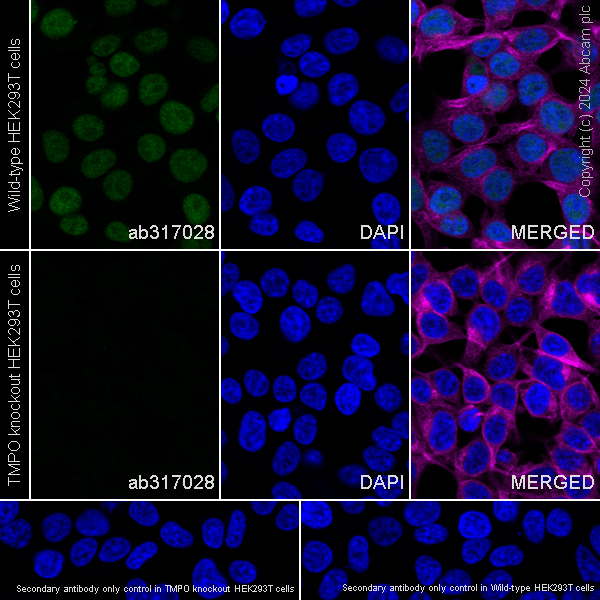 Immunocytochemistry/ Immunofluorescence - Anti-LAP2 alpha antibody [EPR28581-87] - BSA and Azide free (ab317029), expandable thumbnail