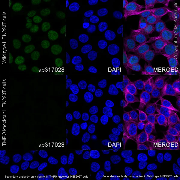 Immunocytochemistry/ Immunofluorescence - Anti-LAP2 alpha antibody [EPR28581-87] - BSA and Azide free (AB317029)