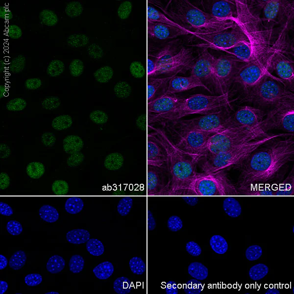 Immunocytochemistry/ Immunofluorescence - Anti-LAP2 alpha antibody [EPR28581-87] - BSA and Azide free (AB317029)