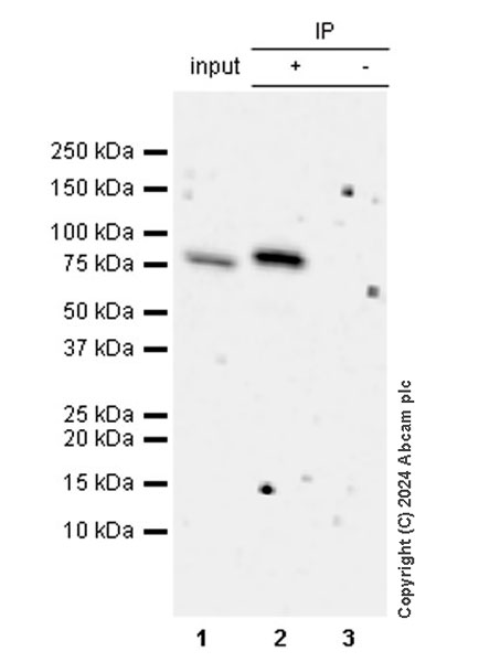 Immunoprecipitation - Anti-LAP2 alpha antibody [EPR28581-87] - BSA and Azide free (ab317029), expandable thumbnail