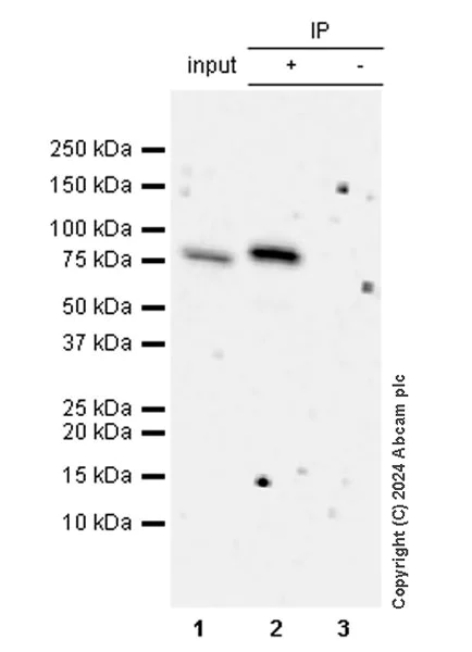 Immunoprecipitation - Anti-LAP2 alpha antibody [EPR28581-87] - BSA and Azide free (AB317029)