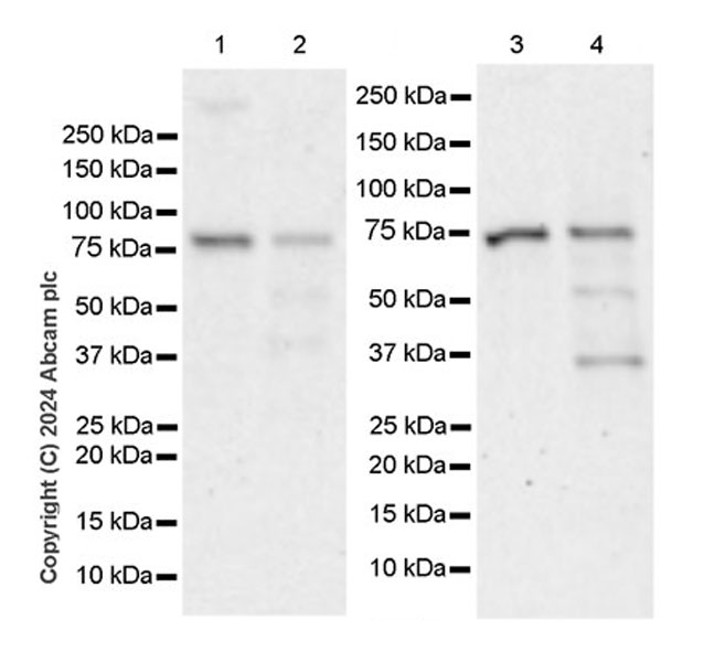 Western blot - Anti-LAP2 alpha antibody [EPR28581-87] - BSA and Azide free (AB317029), expandable thumbnail