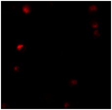 Immunocytochemistry/ Immunofluorescence - Anti-LAP2 alpha antibody - N-terminal (AB189993)