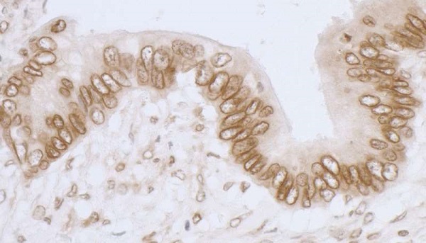 Immunohistochemistry (Formalin/PFA-fixed paraffin-embedded sections) - Anti-LAP2 antibody (AB226348)