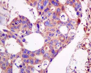 Immunohistochemistry (Formalin/PFA-fixed paraffin-embedded sections) - Anti-LAP3 antibody [EPR10330] (AB154809)